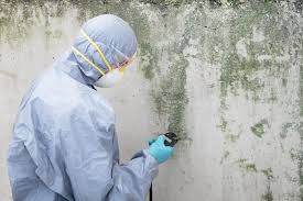 Best Crawl Space Mold Remediation  in USA